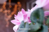 Bokeh Canon mit RF 50mm F1.8, fotografiert bei F2.0 Bokeh Canon mit RF 50mm F1.8, fotografiert bei F2.0