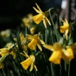 Meine Suche nach einer Fuji X Normalbrennweite - Blume Meyer-Görlitz Trioplan 35mm F2.8 II bei Blende 2.8