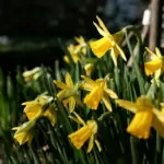 Meine Suche nach einer Fuji X Normalbrennweite - Blume xf 33 Blende 5.6