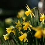 Meine Suche nach einer Fuji X Normalbrennweite - Blume XF 33mm Blende 1.4