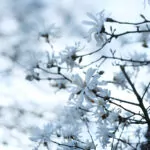Baumblüte Frühblüher Sternmagnolie