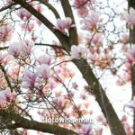 Baumblüte Magnolie