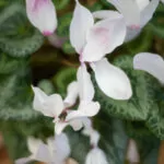 Frühlingsbild Frühblüher Alpenveilchen