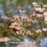 Gemeinsam Fotografieren Foto Geraldine Roskothen 220415-5028