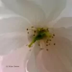 Gemeinsames Fotografieren - Foto Kira Crome #4