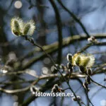 Salweide, Saalweide, Sal-Weide