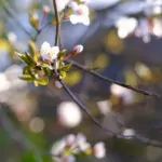 Zwetschge Frühblüher Baumblüte