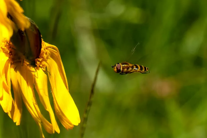 Im Anflug - Foto: Waldi Barth - *fotowissen Bild der Woche