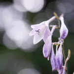 Testfoto Canon RF 100 mm F2.8 Makroobjektiv - 220713-5019-DXO-PL5