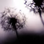 Testfoto Canon RF 100 mm F2.8 L Makro - 220714-5032-DXO-PL5