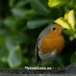 Testfoto XF 150-600 mm F5.6-F8 R LM OIS WR - 220911-1745
