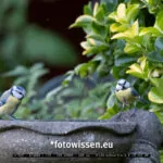 Testfotos Fuji XF 150-600 mm - 220127-6119
