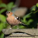 Testfotos Fuji XF 150-600 mm - 220828-6325