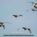 Testfotos Fuji XF 150-600 mm - 220831-5091
