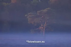 Fotografieren bis die Linse glüht - Dorset, New Forest