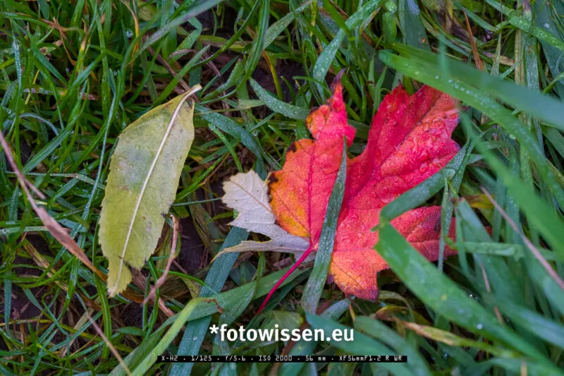 Herbstfoto und Testfoto Fuji X-H2