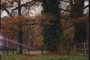 Erster Herbstspaziergang mit der Hasselblad Kamera 221212-0001-000510500001