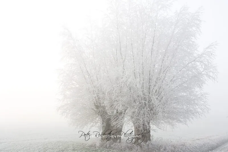 Winter Foto im Nebel 20071221_5436 Winter Foto im Nebel 20071221_5436