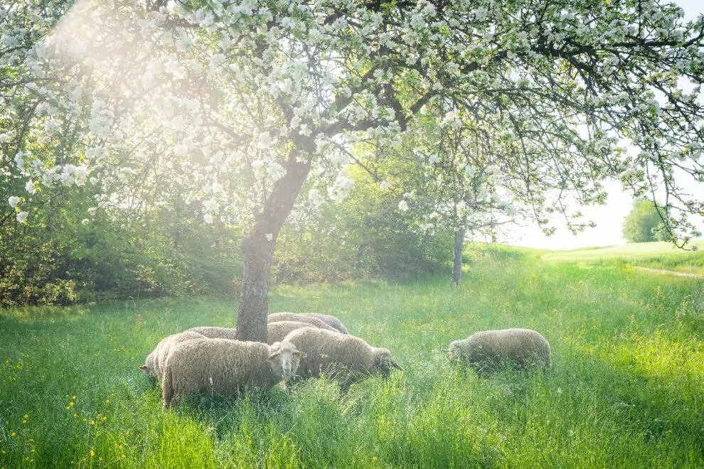 Ostern, Schafe, Fotos - Schafeparadies - Fotos: Ingrid Röhrner