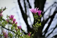 Naturfotografie mit analogen Objektiven: PENTACON vs. STEINHEIL