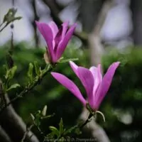 analogobjektiv steinheil magnolie 001