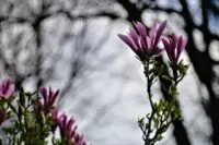 analogobjektiv steinheil magnolie 003