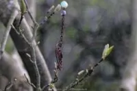analogobjektiv steinheil magnolie 005