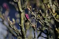 analogobjektiv steinheil magnolie 006