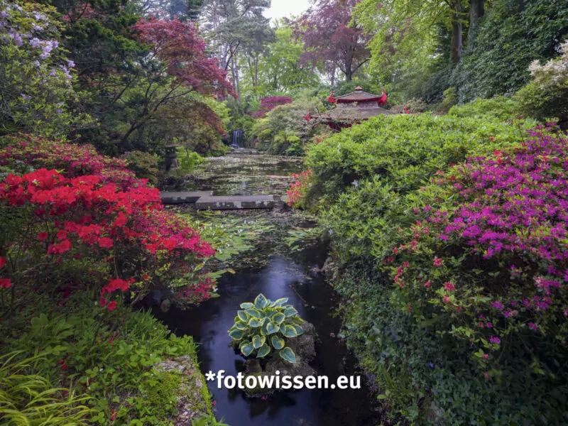 Gartenfotografie Compton Acres UK, Japanischer Garten. Vermutlich gab es keinen besseren Zeitpunkt, um den Japanischen Garten zu fotografieren, denn der Rhododendron blühte prächtig. 