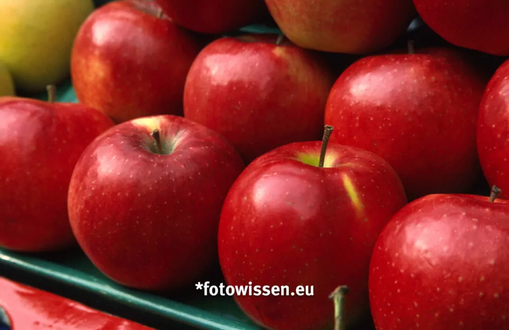 Jugendliche fotografieren das Apfel Foto