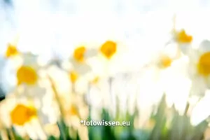 Mit Absicht Unscharf fotografieren