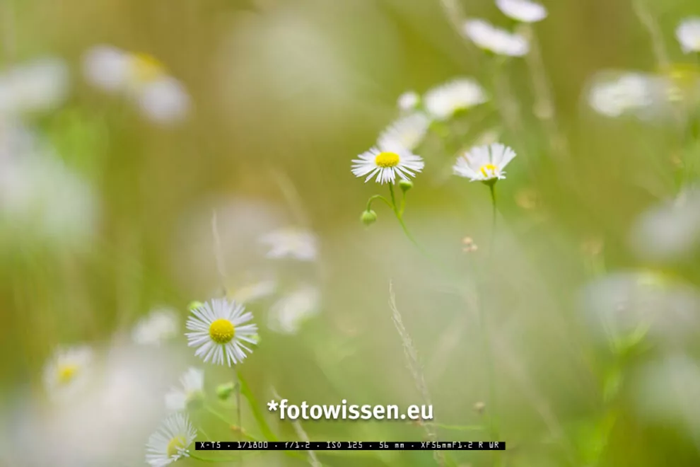 Neue Kamera oder neues Objektiv kaufen? Foto mit FUJI XF56mm F1.2 R WR.