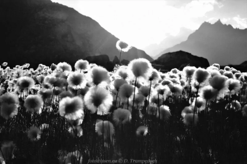 fotografie bei gegenlicht 002 - Fotografieren im grellen Mittagslicht
