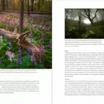 Geheimnisse der Waldfotografie s101