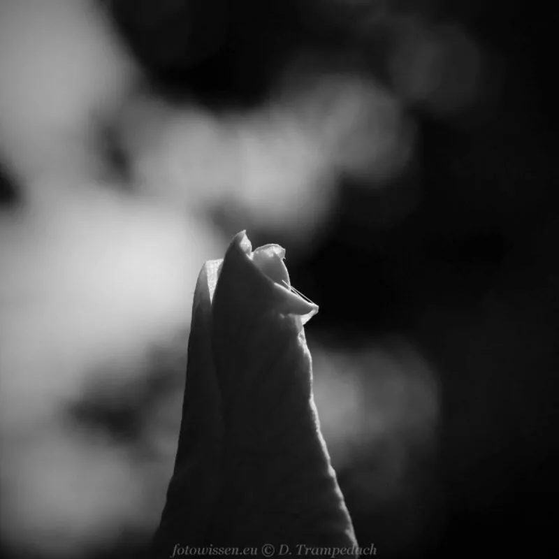 Intuition in der Fotografie, intuition wissen macro monochrom 003