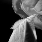 intuition wissen macro monochrom 004